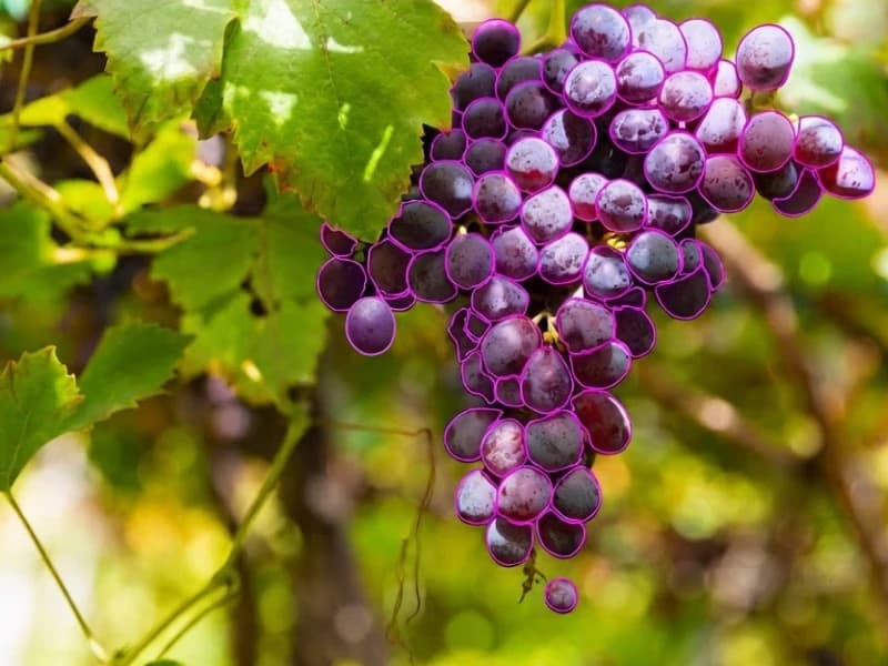 Grape cluster with instance segmentation outlines on each grape